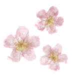 blossoms-2